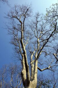 Questa immagine mostra liconico albero ForestAlbero, con un tronco possente di quercia e tiglio, circondato dalla natura selvaggia, con arie aperte e una ricca vegetazione che caratterizza la foresta Unimmagine evocativa della serenità della natura