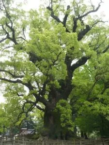 Una scena dal bosco incantato un tronco di quercia con una pianta di tiglio in un vaso sopra, circondata da una vegetazione lussureggiante e un profumo di cannella che riempie laria
