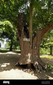 Questa immagine mostra un tronco dalbero di tiglio basswood, una betulla e una quercia che si ergono orgogliosamente allaperto in un bosco ricco di vegetazione I rami dellalbero, che si estendono fino al cielo, fanno eco alla magnificenza della natura