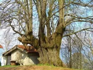 Immagine di uno stupendo albero tiglio cinese con un tronco spesso e nodoso, che fa da sfondo a una piccola casetta in legno circondata da una foresta di quercia e tiglio allaperto, un luogo incantevole per ammirare la natura e rilassarsi nella sua foresta