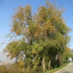 Un panorama di un tranquillo boschetto di alberi siberiani, con una distesa di meadow e salici, che creano unoasi di natura allaperto Prati verdi e vegetazione lussureggiante abbracciano un olmo siberiano, un albero che porta la pace e la serenità nel cuore del bosco