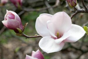 Questa immagine mostra la bellezza e la varietà della natura Una magnolia in fiore, con i suoi colori delicati, è circondata da dalie, petali di rosa, gerani e orchidee Un bocciolo di magnolia è appena germogliato, rendendo questa scena ancora più incantevole