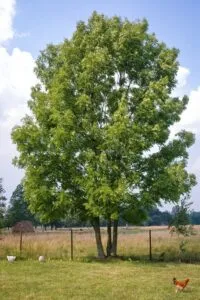 Una scena allaperto, tra natura ed esperienza, un albero di quercia, un tiglio, pollo e una pallina da baseball sotto una cenere pallida un cortile di vita