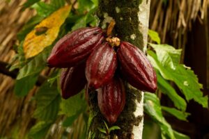 Una tazza di caffè caldo al gusto di cacao, una pianta dolce e saporita da gustare come uno dei più deliziosi cibi al mondo!