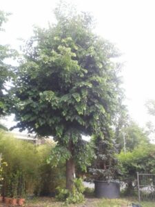 Questa foto ritrae un albero di tiglio europeo, un Evergreen, in un vaso nel cortile di un giardino La vegetazione circostante è costituita da un mix di piante sempreverdi, come abeti, che rendono unica questa scena allaperto di natura incontaminata