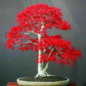 Unimmagine unica che riunisce diverse specie di piante in una scena mozzafiato un albero rosso, un cactus, una pianta in vaso, un acero, un bonsai e un cactus Una delizia per gli occhi!