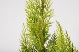 Una pianta in vaso che ricorda le conifere, un falso albero che ricrea latmosfera di un abete, donando un tocco di natura anche negli spazi più piccoli