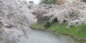 Una scena incantevole di fioritura di ciliegio in un canale allaperto, con lacqua che scorre nel fossato e la vegetazione che la circonda ecco Higan no Sakura, il fiore più bello al mondo