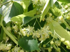 Questa immagine ci mostra un albero tiglio che, con le sue foglie, ricorda le piante erbacee e gli alberi da fiore La sua chioma crima, ricca di erbe, ci fa apprezzare la bellezza e la natura di una pianta così particolare