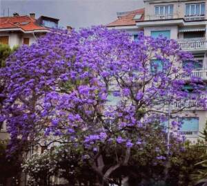 Una lussureggiante pianta esotica, un albero di lillà con grandi fiori viola che si stagliano contro il cielo, una visione davvero incantevole