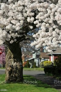 Questa meravigliosa foto mostra un albero di yoshino ciliegio in fiore davanti a una casa in una città Il tronco dell albero è ben visibile e le foglie verdi ricoprono l intera pianta La fioritura di ciliegio è uno spettacolo di colore e bellezza che rallegra l ambiente all aperto HomeFiore porta la natura nelle nostre case