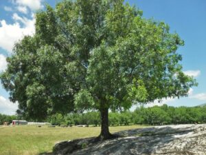 Una persona che vende vino di produzione propria, raccolto da una piantagione di Quercia, Tiglio e altre piante, circondata da una ricca vegetazione Il tutto racchiuso in unimmagine che ritrae un tronco di albero