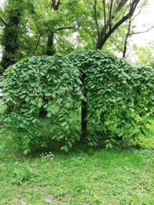 Immagine di un olmo montano che si erge tra alberi e viti in un cortile allaperto, offrendo una vista mozzafiato sulla natura e su un giardino boscoso