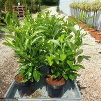 Questa immagine ritrae un albero profumato con una GardenPianta in vaso, foglie di vari colori in un barattolo, una fioriera con siepi di erbe medicinali e una vegetazione lussureggiante che circonda un grazioso giardino