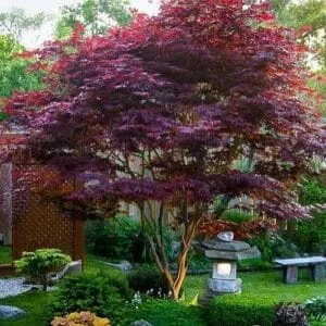 Questa immagine mostra un acero giapponese che trasforma un cortile in un paradiso naturale, circondato da erba lussureggiante ed una panchina sotto un boschetto di alberi Una pianta in vaso è posizionata vicino allacero, rendendo latmosfera di un giardino unico e incantevole