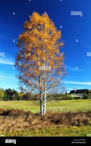 Questo magnifico paesaggio ritrae un albero di betulla gialla che si erge accanto a una pianta di cedro, una quercia e un sacebo Una composizione unica di bellezza naturale che sfida il tempo