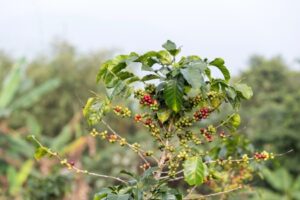 Una tazza di caffè fumante al centro di un giardino ricco di piante e vegetazione, circondato da frutta di stagione, aria aperta, foglie e fiori, in una naturale atmosfera di calma e serenità