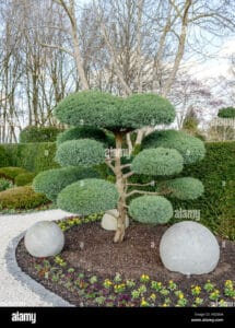 Un cedro rosso che svetta tra la vegetazione di un giardino, con una siepe di conifere a creare un suggestivo parco Una pianta in vaso enfatizza limmagine, con lerba che circonda il tronco, rendendo la scena unica nel suo genere