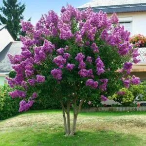 Un albero di tiglio in fiore immerso nella vegetazione di un giardino allaperto con lillà profumati che creano una magica atmosfera di natura
