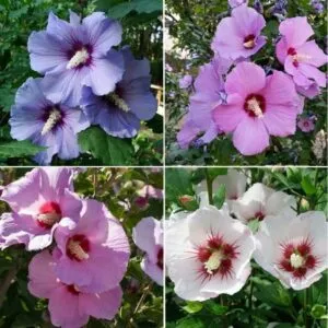 Una meravigliosa composizione floreale composta da una varietà di fiori colorati come ibisco, margherita, daisy, anemone, geranio e rosa Ogni fiore con i suoi delicati petali e antere che uniscono insieme i loro profumi per creare un mix di fragranze uniche