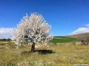 Unimmagine che mostra un paesaggio bucolico con un albero di mandorlo in fiore, tra un campo di erba e una prateria ricca di vegetazione Un giardino allaperto, con fiori dolci e colorati, per rilassarsi e godere della natura