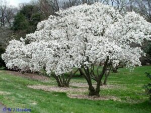 Goditi la bellezza della natura, con questo magnifico albero di magnolia dolce che si erge nel giardino allaperto circondato da fiori, erba, boschi e grotte Lasciati incantare dai suoi fiori di ciliegio e dalla sua vegetazione lussureggiante