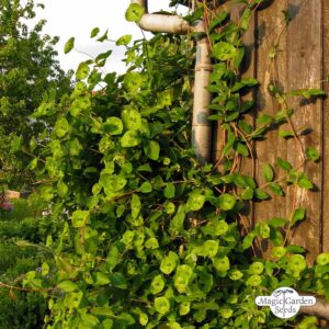 Questa immagine mostra una pianta di caprifoglio che si arrampica su un muro, con una vite ed unedera che si intrecciano tra loro per creare una scena incantevole
