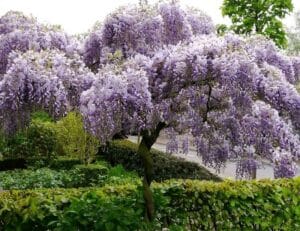 Un giardino incantevole inondato da fiori viola e ricco di vegetazione, un invito alla natura allaperto, per godere della bellezza dei fiori e delle piante