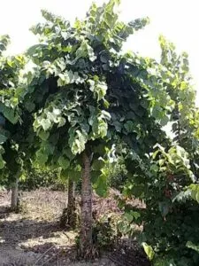 Un albero di basswood di tiglio, unicona di GardenPianta, si erge nella vegetazione del giardino, invitando a godere delle aree esterne della natura