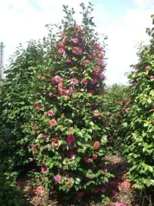 Uno splendido giardino naturale, ricco di vegetazione rigogliosa e di fiori profumati, che offre una vista meravigliosa delle viti intrecciate e dei petali colorati Unoasi di pace e amore, un luogo magico per ricaricare le energie e godersi lincanto dellarboreto erbaceo