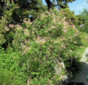 Una persona che ammira la natura, circondata da un bosco di alberi e vegetazione, con una bellissima fioritura di caprifoglio che cresce allaperto