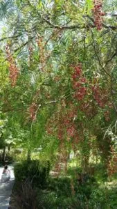 Una persona si gode la natura incontaminata in un giardino ricco di vegetazione un albero di pepe nero, un pergolato e un bosco in lontananza si uniscono creando unatmosfera di calma e serenità con la terra come sfondo