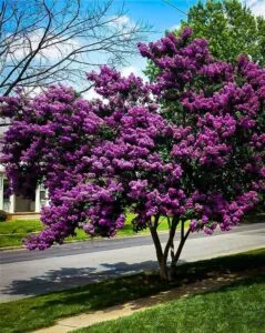 Immagine di un meraviglioso giardino ricco di natura, con un albero di tiglio che ospita al suo interno crepe viola e lilla, assieme a fiori di varie erbe che si estendono allaperto nel cortile Una scena di incantevole GardenVegetazione!
