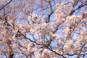 Immagine di un giardino con un ciliegio in fiore che esprime la bellezza di un momento magico i petali della pianta che si rincorrono e si intrecciano tra loro come fossero una danza di GardenFiore