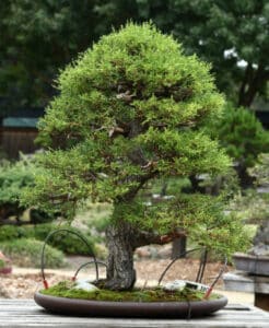 Questa immagine mostra la bellezza unica della vegetazione di Monterey Cypress, una conifera, con una pianta di cactus in vaso ed un albero di bonsai Uno scenario naturale che unisce la bellezza di una pianta grasse con leleganza di un albero