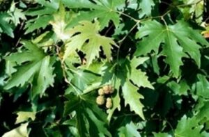 Una composizione di alberi giapponesi, tra cui Betulla, Quercia, Tiglio, Acero e Birch, con le loro delicate foglie colorate che cambiano colore con il passare della stagione