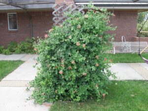 Una scena di giardino incantevole una vegetazione lussureggiante fatta di cespugli di caprifoglio, circondata da una natura rigogliosa allaperto Un cortile incantevole, dove la pianta regna sovrana