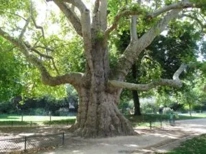 Unimmagine che rappresenta la bellezza della vegetazione orientale un tronco dalbero di quercia, un albero di tiglio, un LawnAlbero e un prato di erba verde, tutto in un incantevole giardino Unesperienza unica che regala una sensazione di pace e armonia
