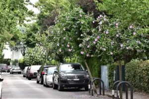 Unauto che percorre una strada urbana si ferma per ammirare una targa con una suggestiva immagine di un ibisco immerso in un giardino allaperto circondato da una ricca vegetazione Una scena da cartolina che ci riporta in una piccola città