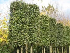 Una scena incantevole di natura allaperto una recinzione con una siepe di vegetazione verde lussureggiante che circonda un giardino con alberi e piante Unoasi di pace e bellezza