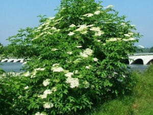 Questa immagine ritrae un sambuco nero che si staglia contro il verde di un giardino ricco di vegetazione erbacea I suoi fiori bianchi sono uno scenario incantevole, mentre le foglie e lerba sottostante creano una sensazione di pace e armonia GardenVerde ti invita a scoprire la magia di questa pianta