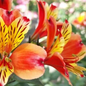 La folgorante bellezza autunnale è rappresentata in questa immagine un fiore stamen con i suoi petali, la pianta, le anteri e il giglio Una vista unica ed incantevole