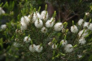 Questa foto mostra una bellissima melaleuca con unabbondante vegetazione di conifere, margherite erbacee, mimose e rose che si intrecciano in un affascinante giardino Una scena di pace e tranquillità, con labete e la rosa albero che fanno da cornice a questo ricco ambiente naturale