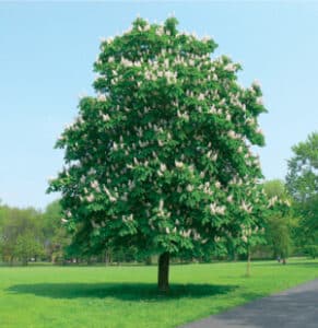 Dallalbero ippocastano alla felce, questimmagine mostra un incredibile varietà di piante dalla fernquercia al tiglio, dallalbero allerba, fino al fiore di lillà
