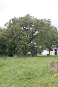 Un maestoso albero di quercia e di tiglio in un meraviglioso giardino allaperto Unoasi di natura circondata da una ricca vegetazione che rende il cortile un posto incantevole GardenAlbero, la scelta perfetta per arricchire il tuo giardino