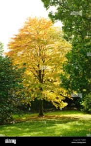 Una magica foresta con un enorme tronco dalbero di acero che si alza verso il cielo, circondato da un ricco panorama di erba e vegetazione che invita a trascorrere momenti di relax e divertimento in un suggestivo parco o bosco