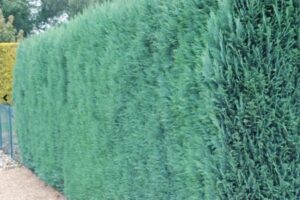 Ti senti come se stessi sprofondando in un mondo di vegetazione? Questa immagine ritrae una scena incantevole, con un falso albero di conifere posto tra una recinzione di siepi e una maglieria di maglioni Unoasi di verde tra una concreta e una sognante