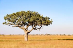 Un paesaggio di natura incontaminata con i suoi fiori gialli che colorano il meadow, lalbero, il campo, la prateria, la savana e il suolo Una fuga allaperto per ammirare la bellezza della natura