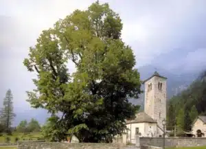 Un medico esperto che esamina un albero di tiglio per trovare un rimedio efficace attraverso lanalisi della cura necessaria