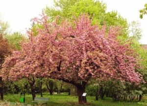 Una scena di bellezza naturale in un parco, con un albero in fiore, una panchina circondata da vegetazione lussureggiante e fiori di ciliegio che illuminano laria unimmagine di incantevole serenità